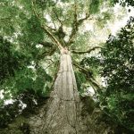 Climate change impacts plants’ ability to absorb CO2