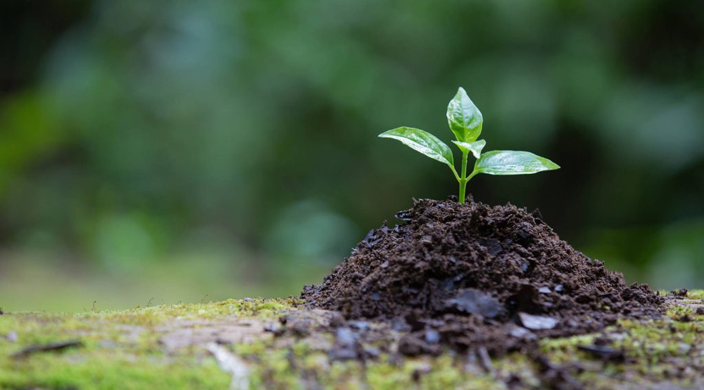 India to Establish Largest Biochar-Based Carbon Credit Platform