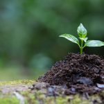 India to Establish Largest Biochar-Based Carbon Credit Platform