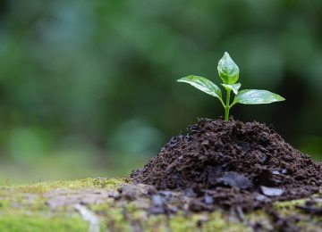 India to Establish Largest Biochar-Based Carbon Credit Platform