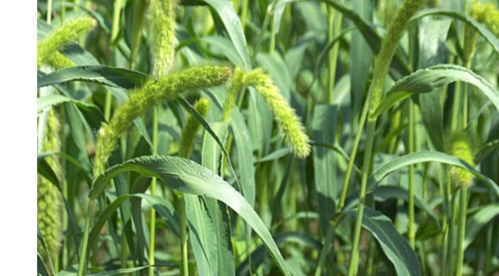 Uttarakhand’s native millets are almost extinct: Study