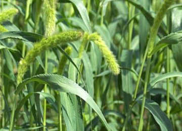 Uttarakhand’s native millets are almost extinct: Study