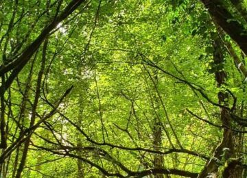 Meghalaya turns to Miyawaki forests
