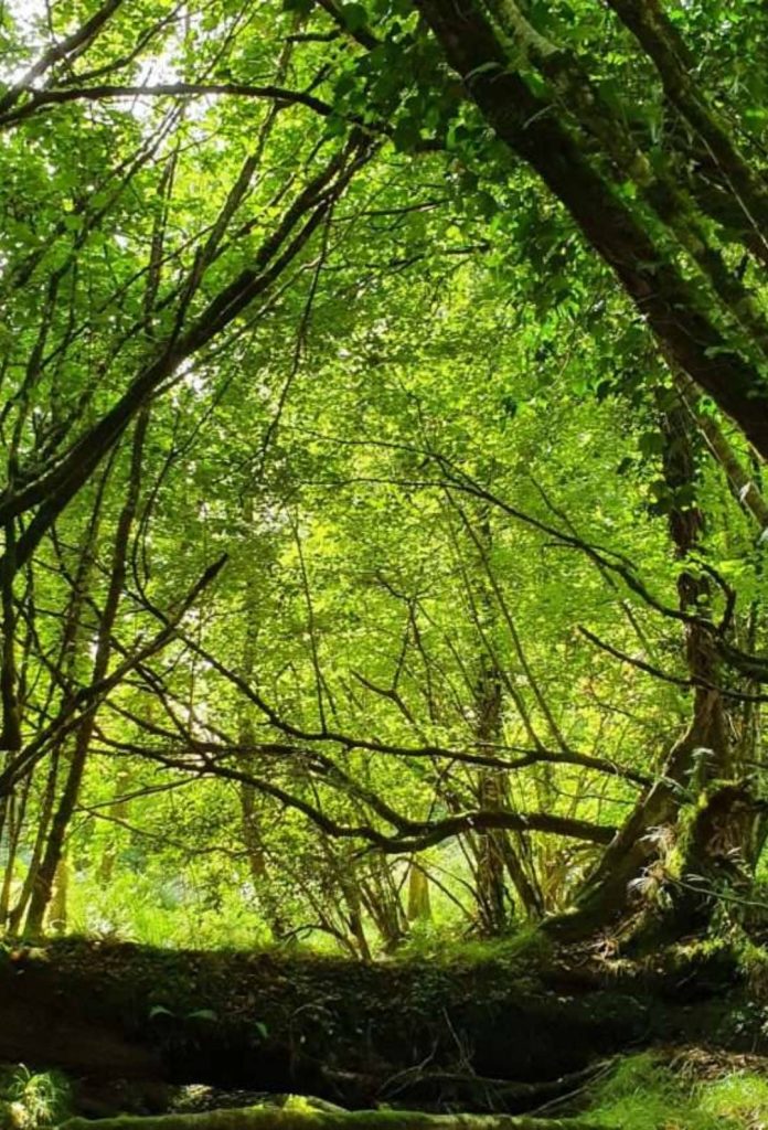 Meghalaya turns to Miyawaki forests