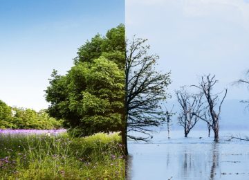 IFRS Unveils New Guidance to Bolster Climate Transition Disclosures