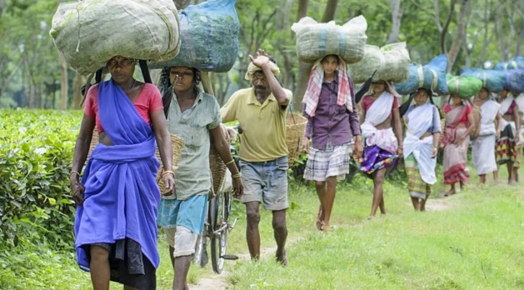 When Green Goes Grey: How Assam’s Indigenous Community's Unwavering Resolve Paved the Way for a Global Shift