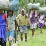 When Green Goes Grey: How Assam’s Indigenous Community's Unwavering Resolve Paved the Way for a Global Shift