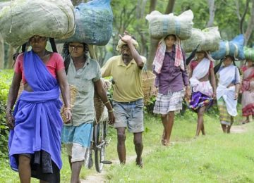When Green Goes Grey: How Assam’s Indigenous Community's Unwavering Resolve Paved the Way for a Global Shift