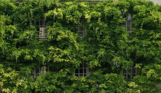New Relic Spotlights AI, Green, and Inclusion Efforts