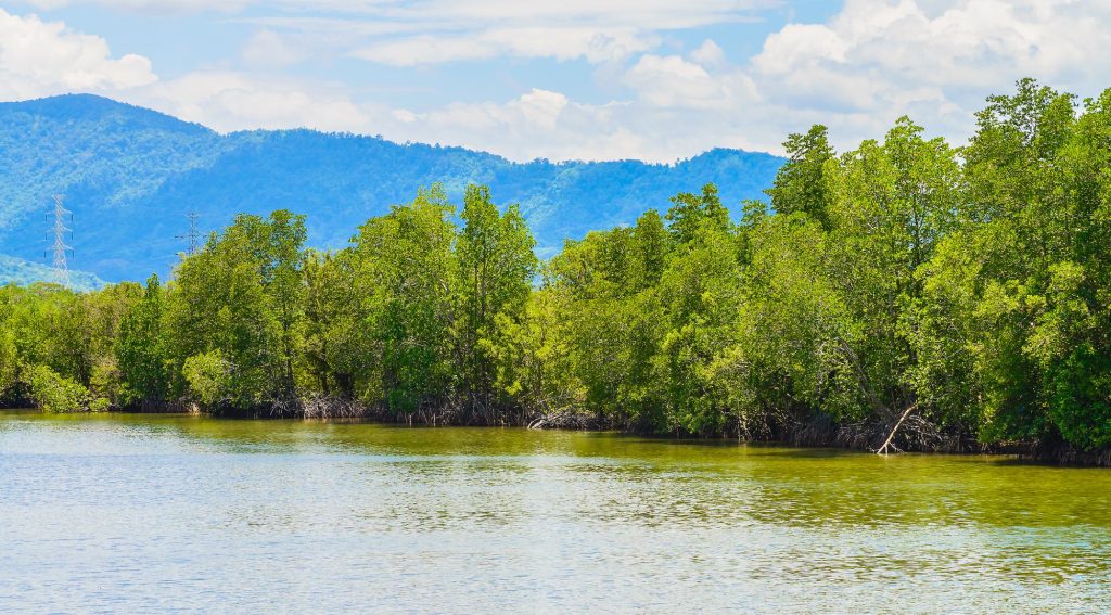 Blue Carbon: India’s Hidden Asset in National Carbon Sink Strategy
