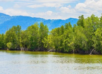 Blue Carbon: India’s Hidden Asset in National Carbon Sink Strategy