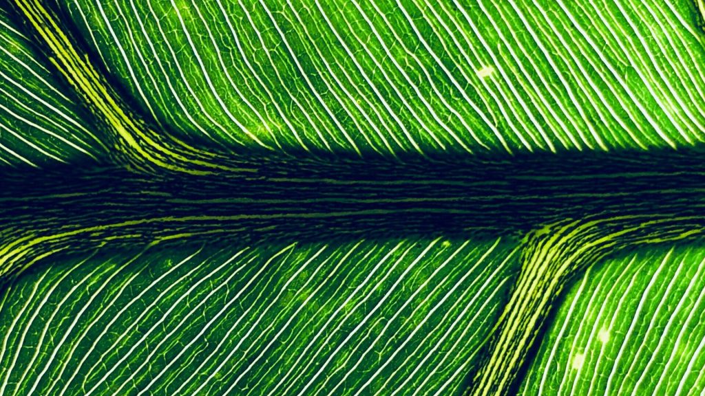 UN Launches New Global Carbon Trading Methodology