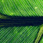 UN Launches New Global Carbon Trading Methodology