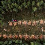 Global Brands Oppose EU Deforestation Deadline Delay