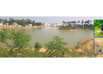 Tata Communications Connects People, Planet, and Purpose Through Lake Revitalization