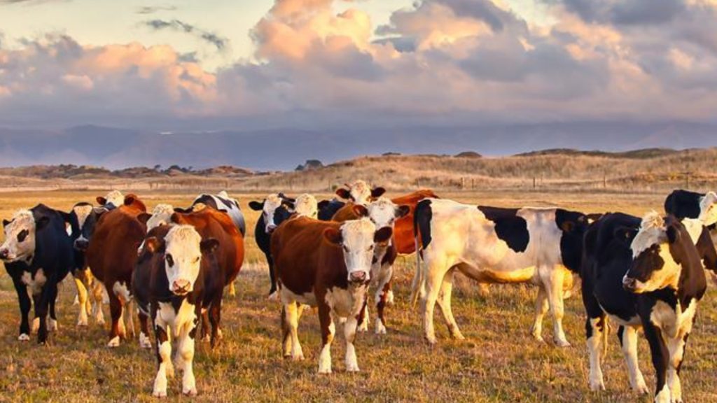 Nestlé Abandons Global Dairy Methane Reduction Alliance