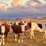 Nestlé Abandons Global Dairy Methane Reduction Alliance