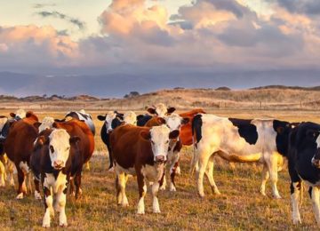 Nestlé Abandons Global Dairy Methane Reduction Alliance