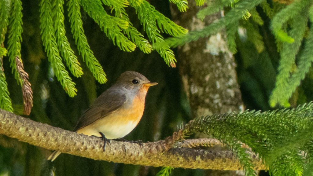 Western Ghats Endemics Face Data-Driven Extinction Race