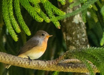 Western Ghats Endemics Face Data-Driven Extinction Race