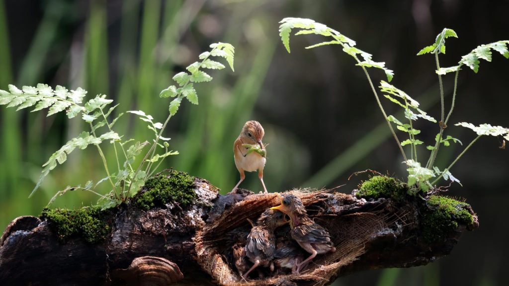 The Supreme Court Pushes Corporates on Ecology via CSR in Bustard Conservation Case