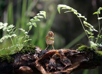 The Supreme Court Pushes Corporates on Ecology via CSR in Bustard Conservation Case