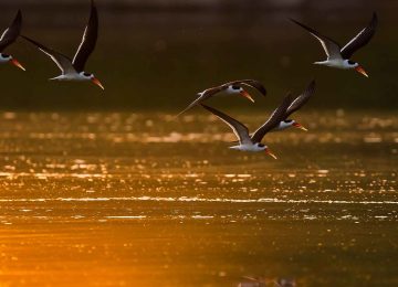 India Launches First Avifauna Project To Protect Ganga