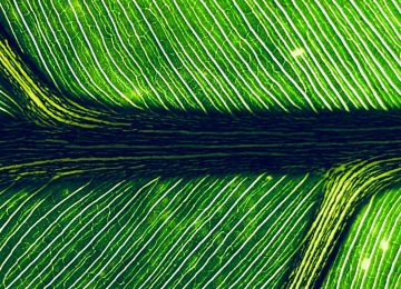 Standard Chartered Issues €1 Billion Green Bond