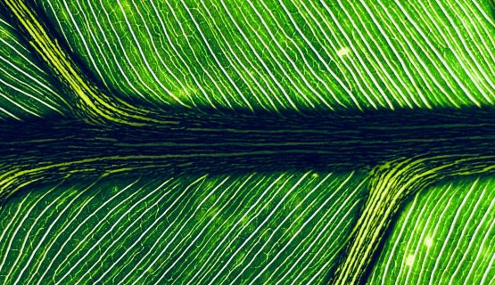 Standard Chartered Issues €1 Billion Green Bond